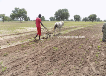 Déficit pluviométrique: Le monde rural dans la détresse !
