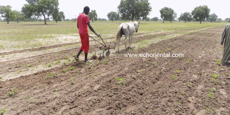 Déficit pluviométrique: Le monde rural dans la détresse !