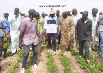 Tambacounda : Le ministre de l’agriculture dans les périmètres arachidiers et bananiers