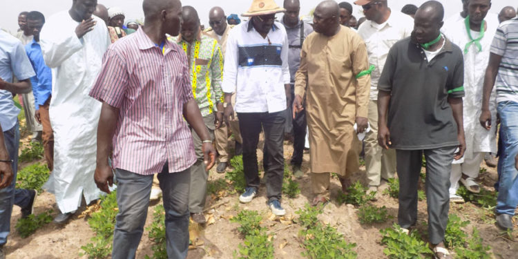 Tambacounda : Le ministre de l’agriculture dans les périmètres arachidiers et bananiers