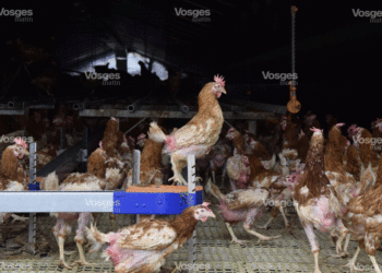 Insolite – Keyna: Un homme viole à mort les poules de son…