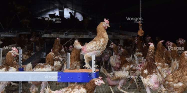 Insolite – Keyna: Un homme viole à mort les poules de son…