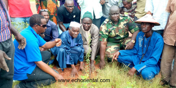 Tamba : Menuisiers et bûcherons de la chambre des métiers reboisent plus de dix milles plans à Koussanar