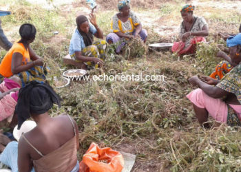 Bala : ActionAid et Am Bé Koun Solidarité célèbrent la journée de la femme rurale sur justice et égalité des droits…