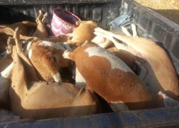 Tamba : Abattage de chiens errants, le service départemental de l’élevage à pied d’œuvre