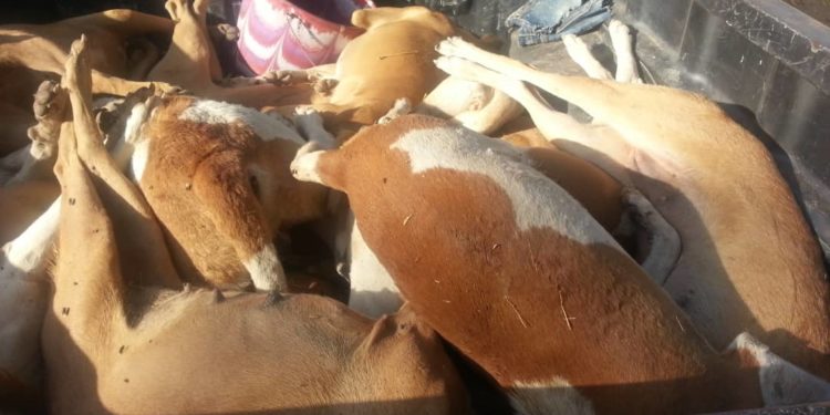 Tamba : Abattage de chiens errants, le service départemental de l’élevage à pied d’œuvre