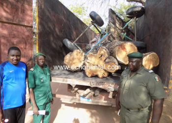 Coupe illicite du bois : Les eaux et forêts de Tamba mettent la main sur une vingtaine de bois de vène… à la frontière de Maka