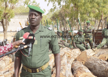 Tambacounda : Les agents du Parc de Niokolo Koba saisissent des troncs de vène, des charrettes… , interpellent 2 braconniers