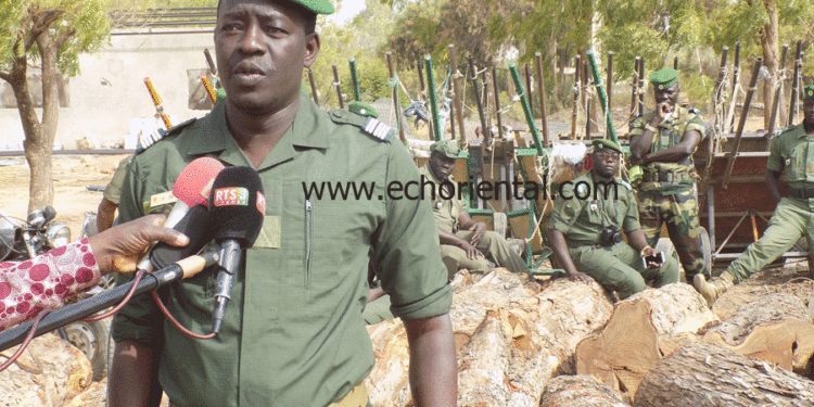 Tambacounda : Les agents du Parc de Niokolo Koba saisissent des troncs de vène, des charrettes… , interpellent 2 braconniers