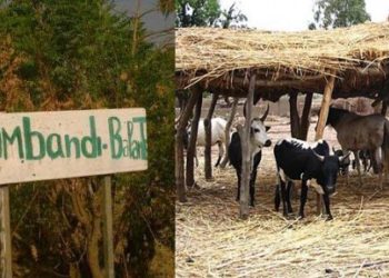 Simbadi Balante : Plus de soixante boeufs volés…