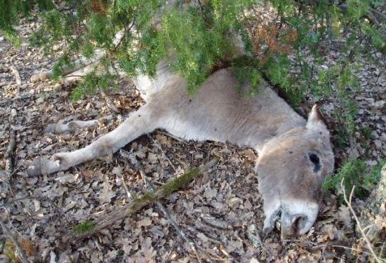 URGENT : Plus de 90 ânes sont morts à Tamba et Koumpentoum, d’une maladie non encore connue