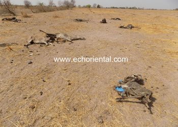 Tamba : Grippe équine, 296 ânes sont morts, le ministre Samba Ndiobéne Ka promet de renforcer les services vétérinaires