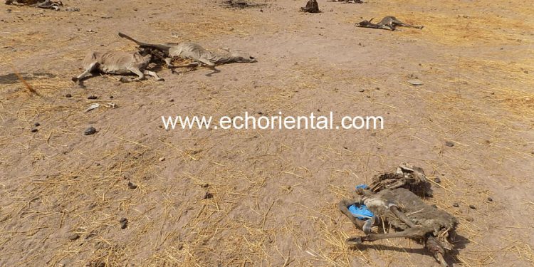 Tamba : Grippe équine, 296 ânes sont morts, le ministre Samba Ndiobéne Ka promet de renforcer les services vétérinaires