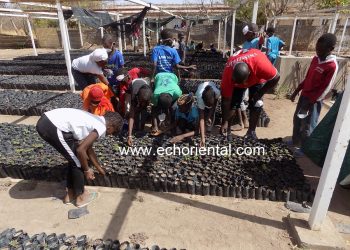Campagne de production de plants à Tamba : Le service des eaux et forêts appuyé par les écoles pour 400.000 plants