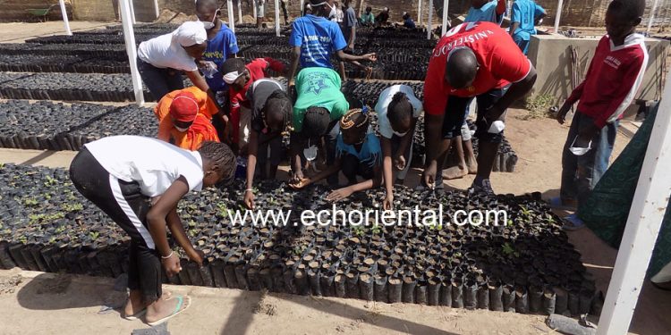 Campagne de production de plants à Tamba : Le service des eaux et forêts appuyé par les écoles pour 400.000 plants