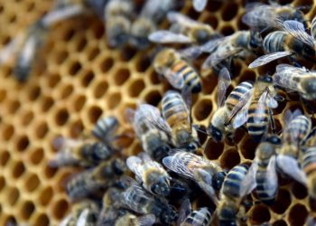 Alerte rouge : Des abeilles dictent leur loi au cimetière central de Tamba,  impossible d’y enterrer un mort.