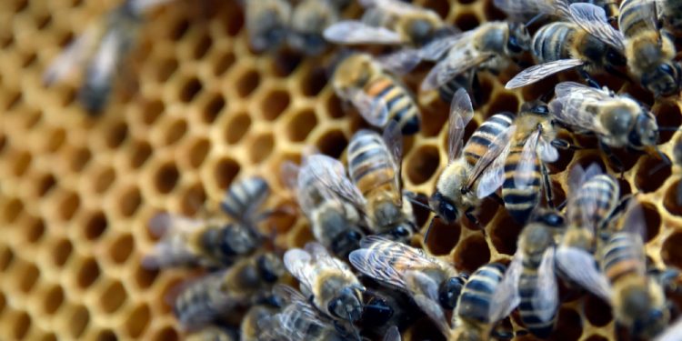 Alerte rouge : Des abeilles dictent leur loi au cimetière central de Tamba,  impossible d’y enterrer un mort.