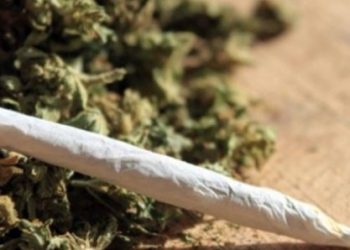 Trafic de chanvre indien : Un muezzin arrêté avec 34 cornets