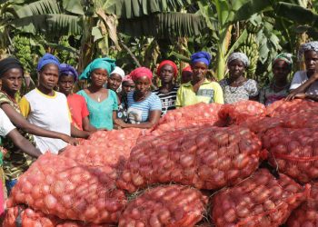 VIDEO: Culture de l&rsquo;oignon: Mamadou Oumar Sall, pour une autonomisation des femmes