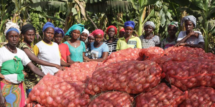 VIDEO: Culture de l&rsquo;oignon: Mamadou Oumar Sall, pour une autonomisation des femmes