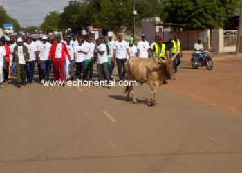 Insolite: JEPS 2019  de l’Ief de Tamba,  Un bœuf  s’invite à la randonnée pédestre