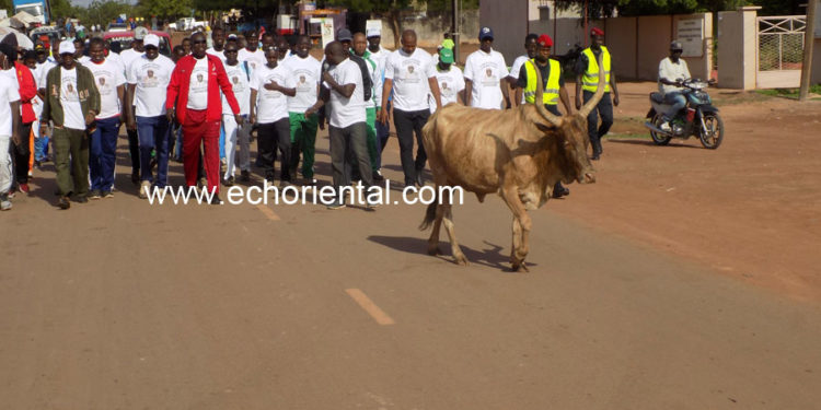 Insolite: JEPS 2019  de l’Ief de Tamba,  Un bœuf  s’invite à la randonnée pédestre