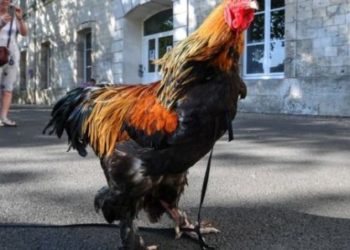 Un coq accusé de nuisance sonore gagne son procès