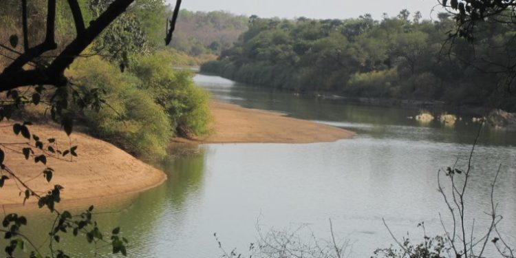 TRES URGENT : Fleuve Gambie, « la cote d’alerte de 6,00 m est dépassée, les bananeraies qui bordent les rives du fleuve aux environs de Gouloumbou menacées »