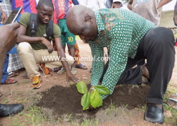 Tambacounda : Reboisement du quartier  abattoirs complémentaires, le CDQ veut planter 500 arbres.