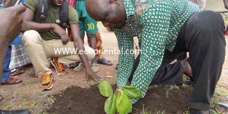 Tambacounda : Reboisement du quartier  abattoirs complémentaires, le CDQ veut planter 500 arbres.