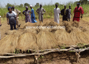 Relance de la culture du fonio à Goudiry : Plus de 130 hectares emblavés par des femmes du Gie « Moussol Ka Wouli ».