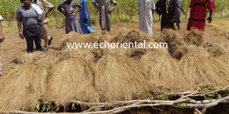 Relance de la culture du fonio à Goudiry : Plus de 130 hectares emblavés par des femmes du Gie « Moussol Ka Wouli ».