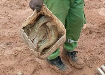 Tambacounda : Insolite, les travaux de Promovilles « produisent du poisson »