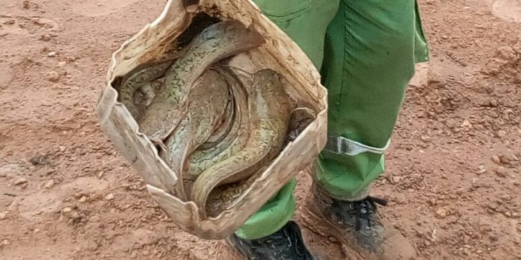 Tambacounda : Insolite, les travaux de Promovilles « produisent du poisson »