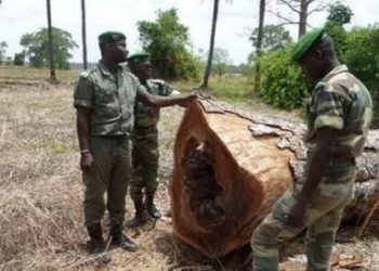 Coupe illicite de bois : 9 Burkinabés arrêtés à Kédougou