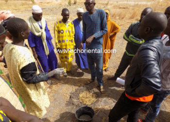 Tambacounda : « Ambé Koun » Solidarité en croisade contre les termites ravageurs d’arbres.