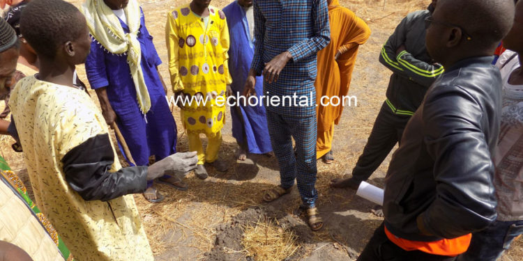 Tambacounda : « Ambé Koun » Solidarité en croisade contre les termites ravageurs d’arbres.