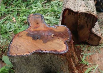 Drame: Un homme meurt coincé par un arbre qu’il coupait