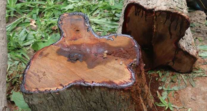 Drame: Un homme meurt coincé par un arbre qu’il coupait