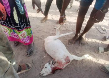Tambacounda : Un voleur de chèvre appréhendé par les jeunes de Saré Issa.