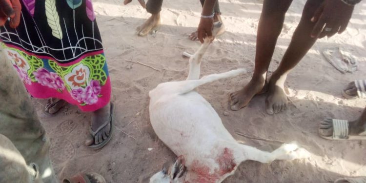 Tambacounda : Un voleur de chèvre appréhendé par les jeunes de Saré Issa.