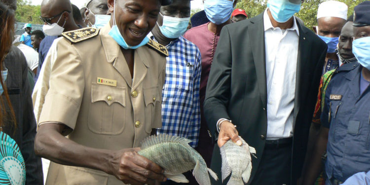 Ferme piscicole de Gouloumbou : Le ministre des pêches et de l’économie maritime repart satisfait