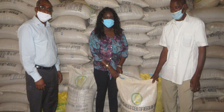 Covid-19 et Campagne agricole à Tamba : P2RS dote les producteurs de semences