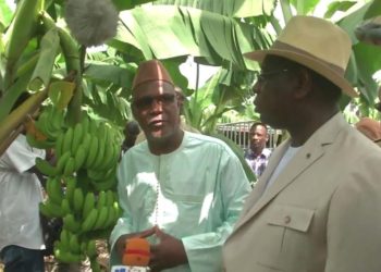 communiqué du collectif régional des producteurs de banane de la région de Tambacounda