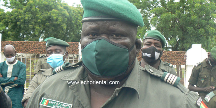 Journée de l’arbre à Tamba: 37e édition, le Baobab comme arbre parrain, ses vertus expliquées