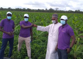 Tambacounda : LBA et le Groupe  « Yéllitaré » pour une banane de qualité, performante et compétitive