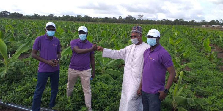 Tambacounda : LBA et le Groupe  « Yéllitaré » pour une banane de qualité, performante et compétitive