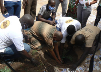 Tambacounda : Dr. Salif Samba Diallo lance l’opération « un JLD, un arbre » pour reboiser 10 quartiers de la ville.