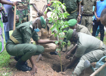 Journée de l’arbre à Tamba: 37e édition, le Baobab comme arbre parrain, ses vertus expliquées