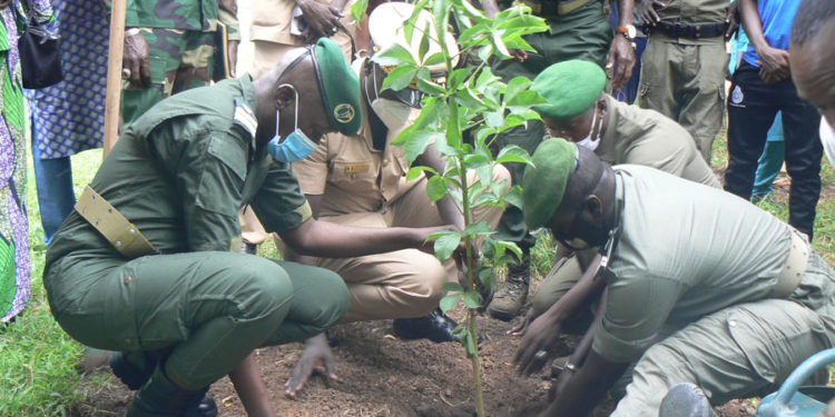 Journée de l’arbre à Tamba: 37e édition, le Baobab comme arbre parrain, ses vertus expliquées